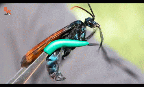 A Close Up Of A Wasp On A Pair Of Scissors With A Bk Logo In The Background GIF