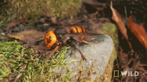 A Close Up Of A Wasp On A Rock With A National Geographic Wild Logo In The Background GIF