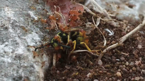A Close Up Of A Wasp On The Ground GIF