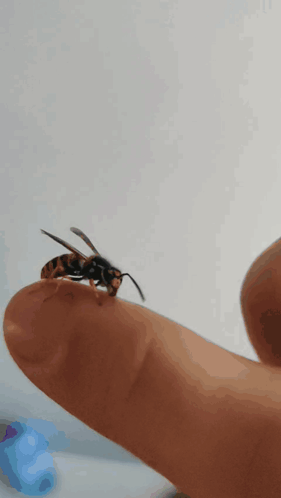 A Close Up Of A Wasp Sitting On A Finger GIF