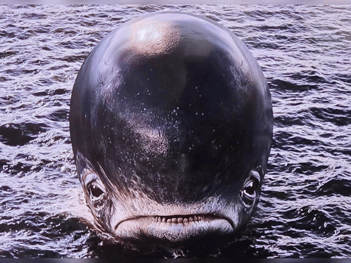 a close up of a whale in the water