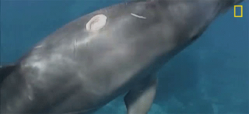 A Close Up Of A Whale 'S Head With A National Geographic Logo In The Corner GIF