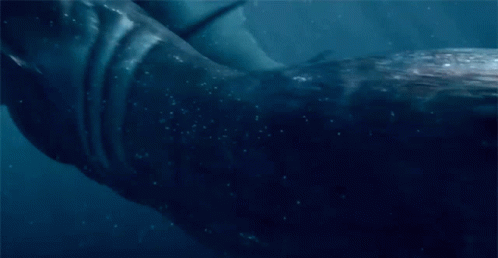 A Close Up Of A Whale 'S Tail In The Ocean GIF