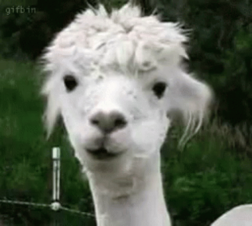 A Close Up Of A White Alpaca Looking At The Camera With A Funny Face . GIF