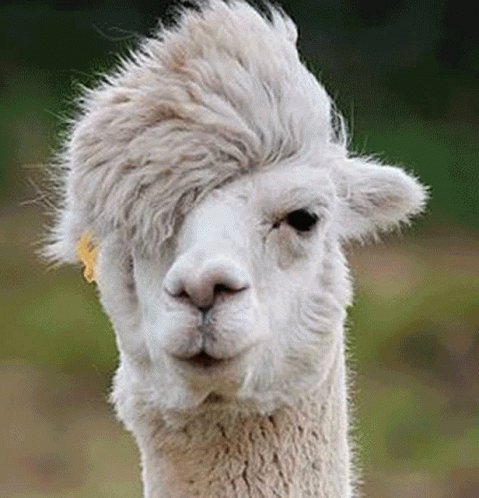 A Close Up Of A White Alpaca With A Mohawk Hairstyle . GIF