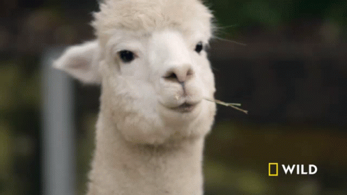 A Close Up Of A White Alpaca With A National Geographic Logo Behind It GIF