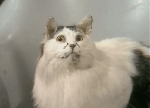 A Close Up Of A White And Black Cat Looking At The Camera . GIF