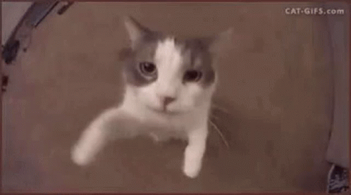 A Close Up Of A White And Gray Cat Wearing A Helmet . GIF