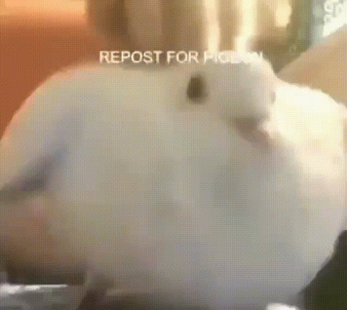 A Close Up Of A White Bird With The Words Repost For Pigeon On The Bottom Right . GIF