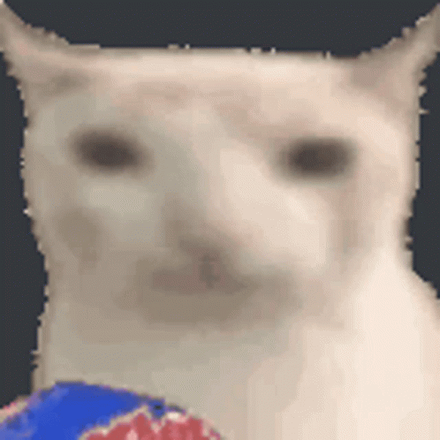 A Close Up Of A White Cat Holding A Blue And Red Ball . GIF