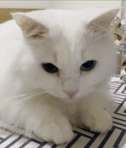 A Close Up Of A White Cat Laying On A Table GIF