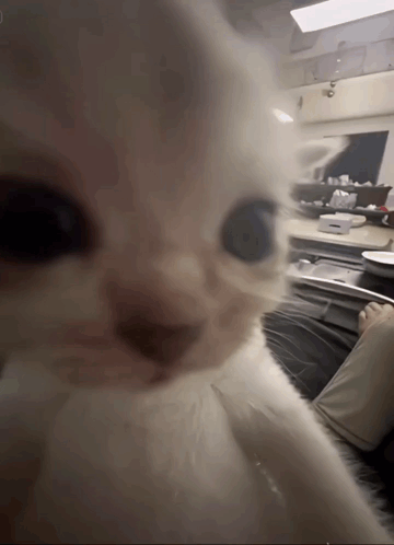 A Close Up Of A White Cat Looking At The Camera With A Blurry Background GIF