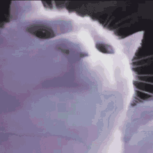 A Close Up Of A White Cat 'S Face With A Black Background . GIF