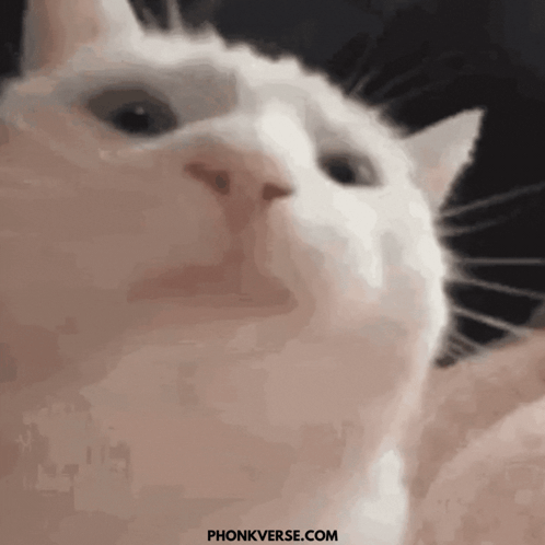 A Close Up Of A White Cat 'S Face With A Black Background . GIF