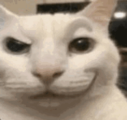 A Close Up Of A White Cat 'S Face With A Funny Face . GIF