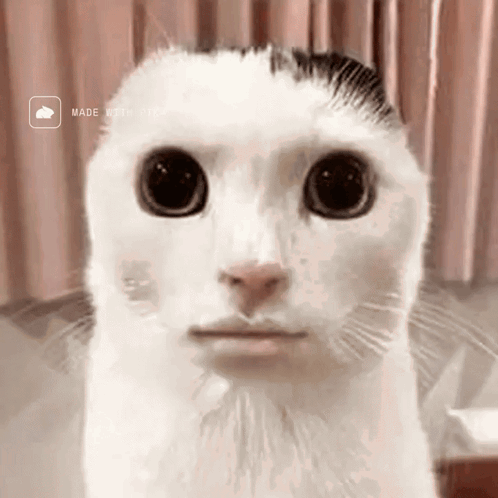 A Close Up Of A White Cat 'S Face With A Made With Video Icon Behind It GIF
