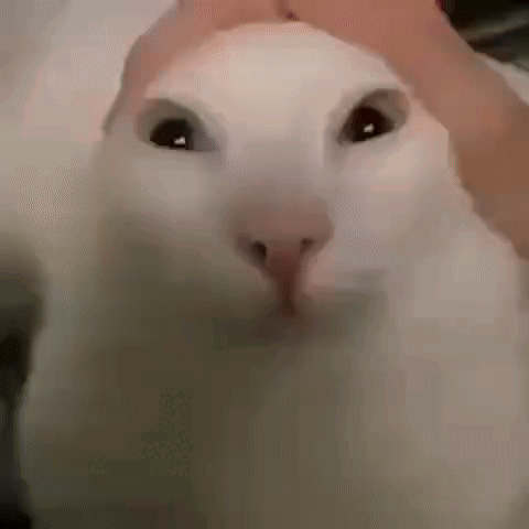 A Close Up Of A White Cat 'S Face With A Person Petting It . GIF