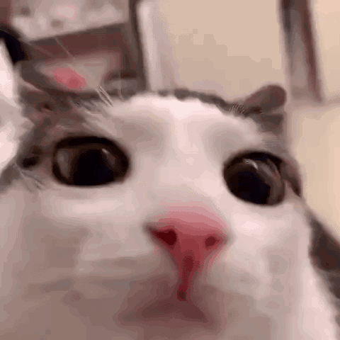 A Close Up Of A White Cat 'S Face With A Pink Nose . GIF
