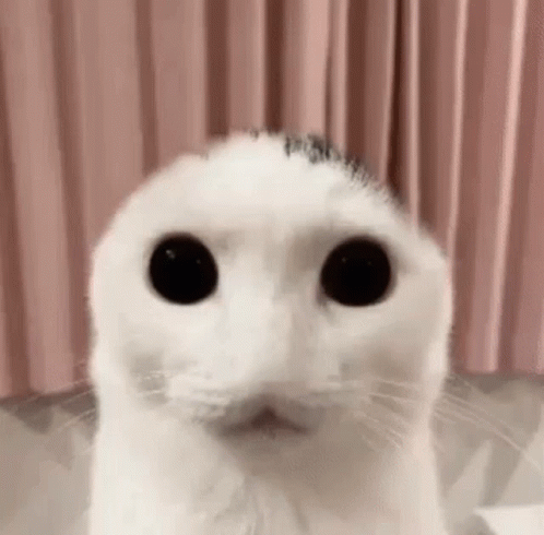 A Close Up Of A White Cat 'S Face With Big Black Eyes . GIF