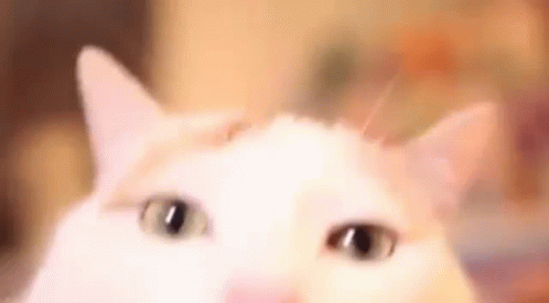 A Close Up Of A White Cat 'S Face With Its Eyes Looking At The Camera . GIF