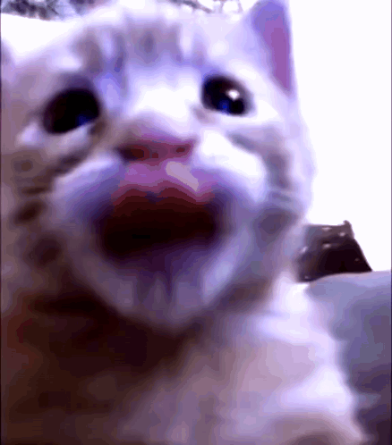 A Close Up Of A White Cat 'S Face With Its Mouth Open GIF