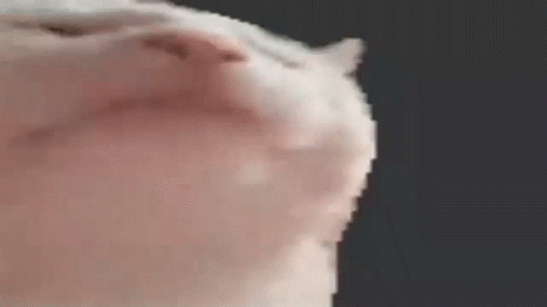 A Close Up Of A White Cat 'S Nose Against A Dark Background . GIF