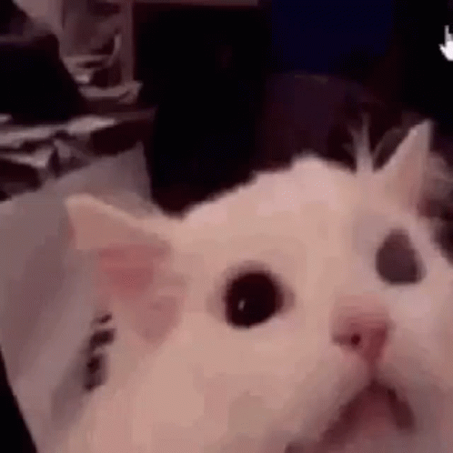A Close Up Of A White Cat Sitting On A Table . GIF