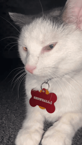A Close Up Of A White Cat With A Red Tag That Says Snowball GIF