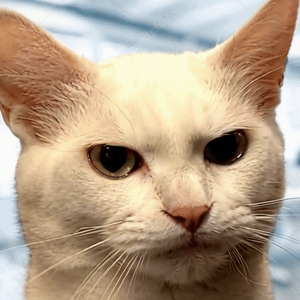 A Close Up Of A White Cat With Brown Eyes GIF