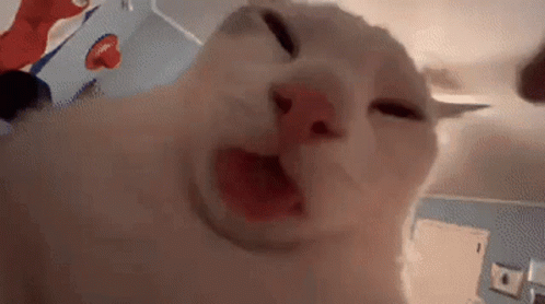 A Close Up Of A White Cat With Its Mouth Open And Its Eyes Closed . GIF