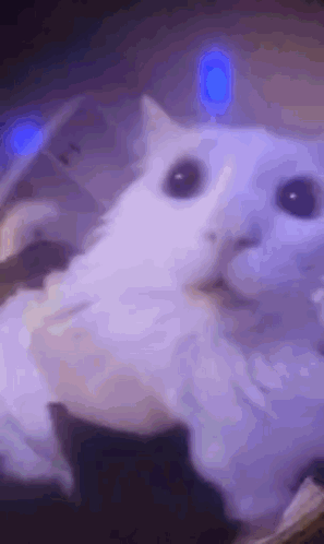 A Close Up Of A White Cat With Purple Eyes Laying On A Purple Surface . GIF