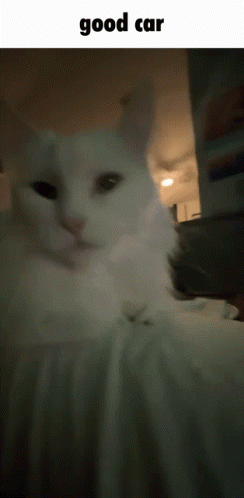 A Close Up Of A White Cat With The Caption Good Car GIF