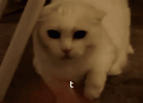 A Close Up Of A White Cat With The Letter T Above It GIF
