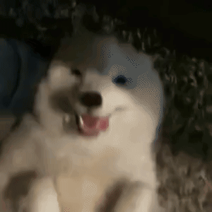 A Close Up Of A White Dog Laying Down With Its Tongue Hanging Out . GIF