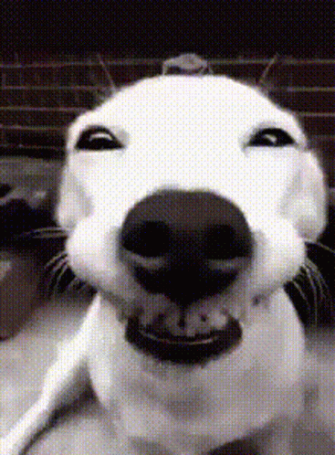 A Close Up Of A White Dog Making A Face GIF
