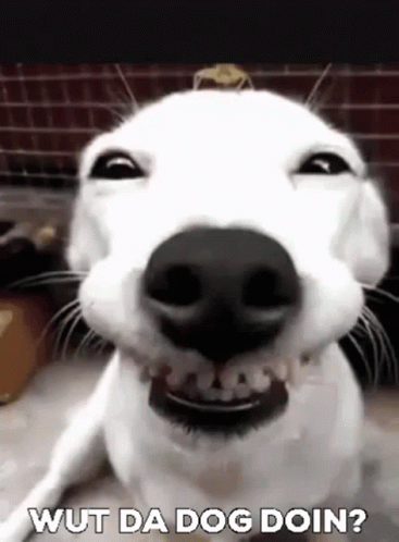 a close up of a white dog making a funny face and saying wut da dog doin .