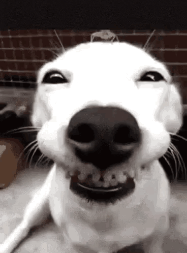 A Close Up Of A White Dog Making A Funny Face With Its Mouth Open . GIF