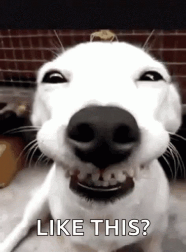 A Close Up Of A White Dog Making A Funny Face With The Words `` Like This '' Written Below It . GIF