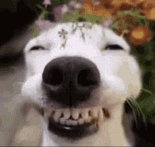A Close Up Of A White Dog Making A Funny Face . GIF