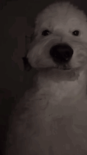 A Close Up Of A White Dog 'S Face In The Dark GIF