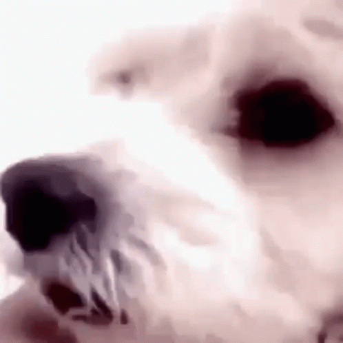 A Close Up Of A White Dog 'S Face With A Black Nose On A White Background . GIF