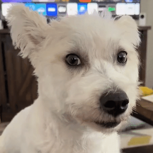 A Close Up Of A White Dog 'S Face With A Tv In The Background GIF