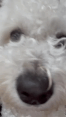 A Close Up Of A White Dog 'S Face With Its Mouth Open GIF