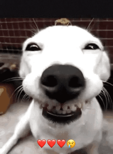 A Close Up Of A White Dog 'S Face With Three Hearts Around It GIF
