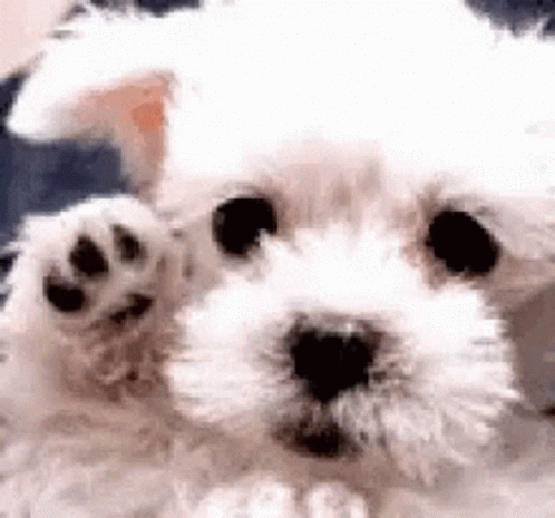 A Close Up Of A White Dog 'S Paw . GIF