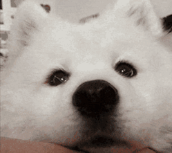A Close Up Of A White Dog With A Black Nose Looking At The Camera GIF