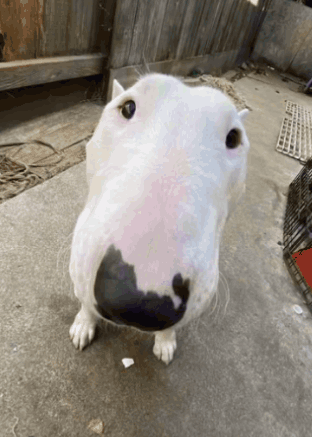 A Close Up Of A White Dog With A Black Spot On Its Nose GIF