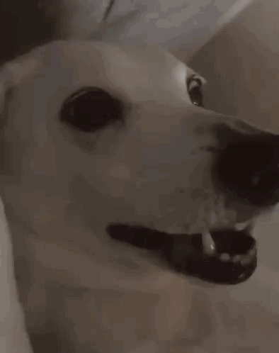 A Close Up Of A White Dog With Its Mouth Open . GIF