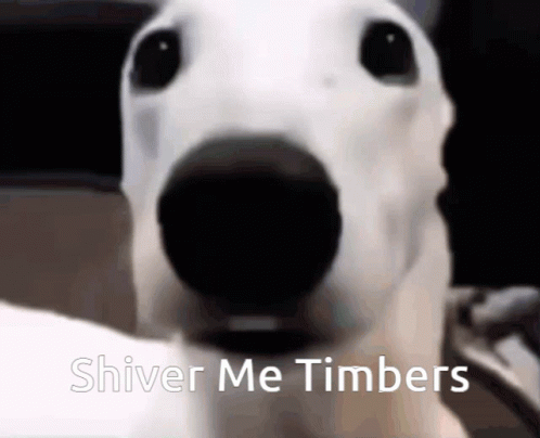 A Close Up Of A White Dog With The Words Shiver Me Timbers Written Below It GIF