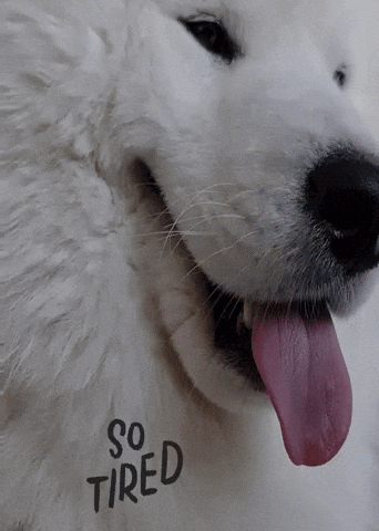 a close up of a white dog with the words so tired written on its chest